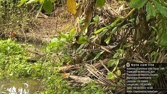 Medio Ambiente localiza cocodrilo en una vivienda en Cenoví