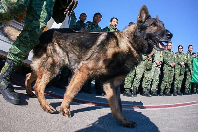 Muere en un derrumbe en Turquía perro rescatista de México