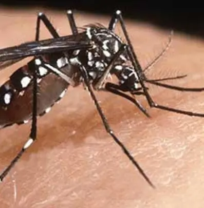 Sociedad de vacunología pide aprobación de vacuna contra el dengue