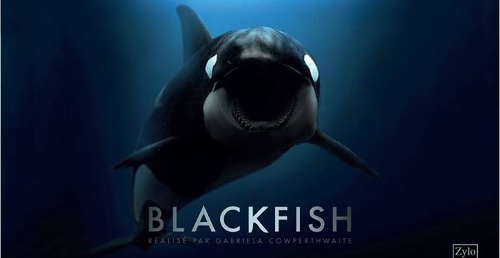 «El Documental ‘Blackfish’ Abre una Ventana al Sufrimiento de las Orcas en Cautiverio»