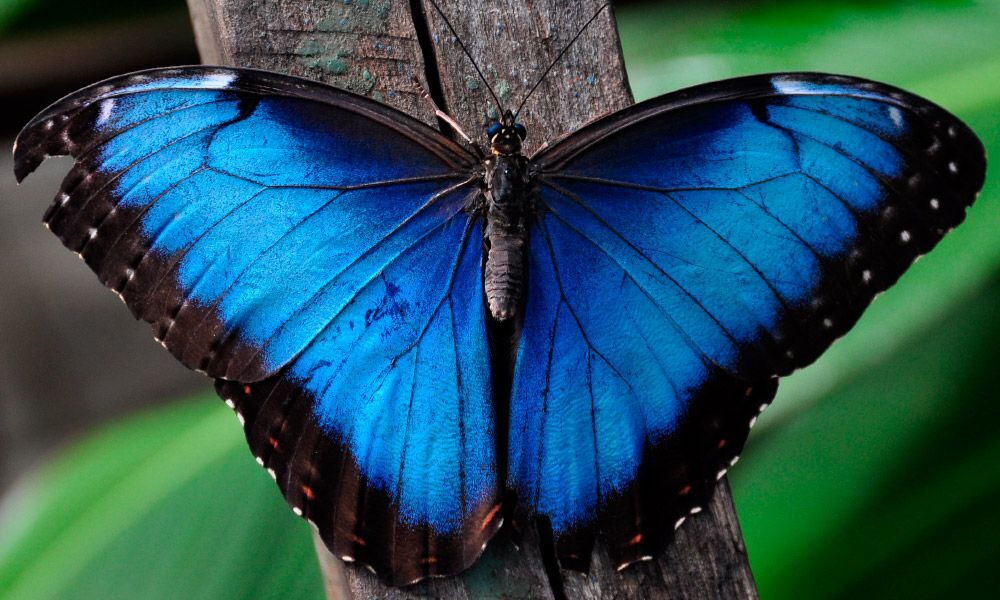 Descubren nueva especie de mariposa en la selva amazónica